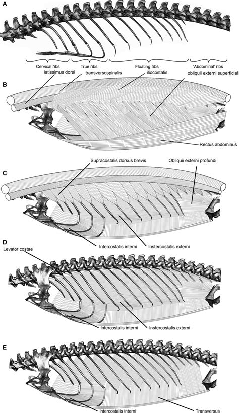 The axial anatomy of monitor lizards (Varanidae) | Semantic Scholar