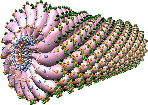 Image of the tobacco mosaic virus with solvent excluded surface area in ...