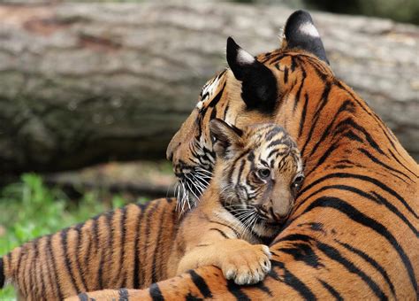 Tiger Mother And Cub by Thedman