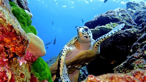 Hawksbill Sea Turtle | Underwater Photography by Simon Ilett