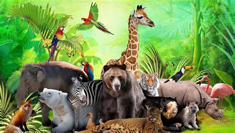 Wild Animals, bear, birds, zoo, fox, hippo, jungle, giraffe, zebra ...