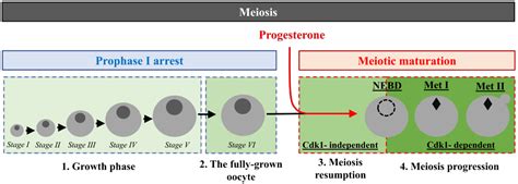 Cells | Free Full-Text | Translational Control of Xenopus Oocyte ...