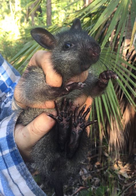 'Amazing' rediscovery of rare Australian tree-rat - BBC News