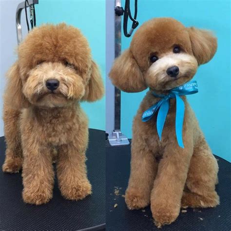 Pin by Rocio Brindiz on Asian Fusion Dog Grooming | Cockapoo grooming ...