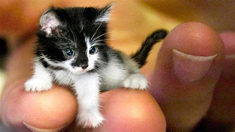 THE SMALLEST CATS In The World - YouTube | Small cat breeds, Small cat ...