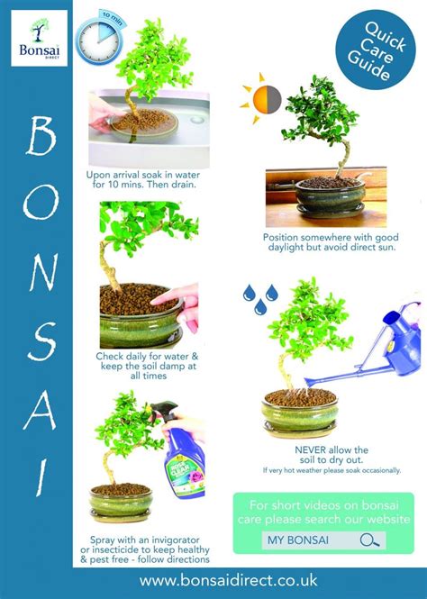 Care guide to keep your Aromatic Pepper tree bonsai healthy