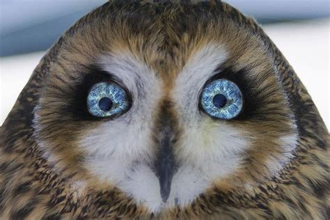 Owl Eyes | Owl, Owl eyes, Pet birds