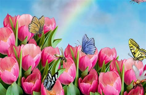 Rainbow Tulips Wallpapers - Wallpaper Cave