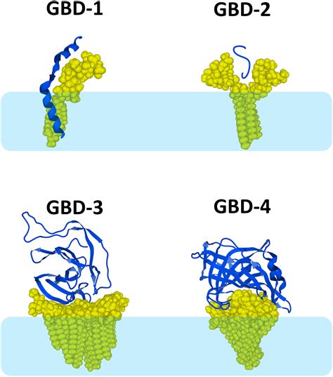 Lipid rafts and human diseases: why we need to target gangliosides ...