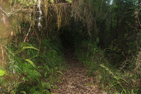 Hiking Jamaica's Blue Mountain | InsideJourneys