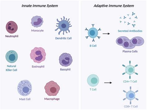 Illustration of innate and adaptive immune system cells. Innate immune ...