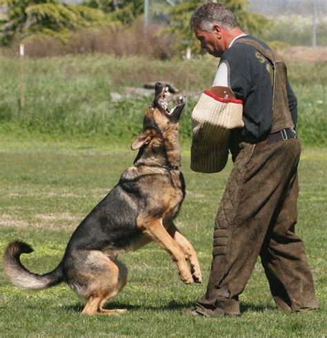 Are German Shepherds Home Defense Dogs