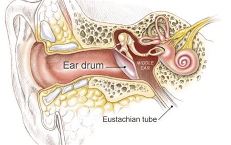 16 Natural Remedies to Unclog Your Ears Effectively