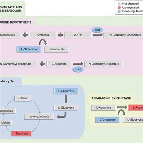 Overview of the Alanine, aspartate and glutamate metabolism pathway ...