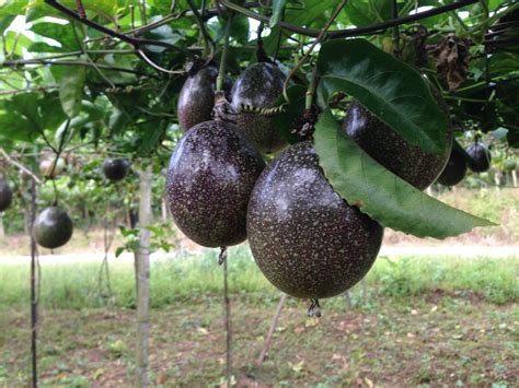 Where Does Passion Fruit Grow? » Top Tips