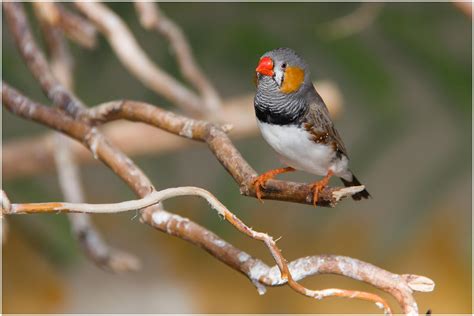 Zebra Finch Zebra Finch, Finches, Australian Birds, Beautiful Birds ...