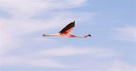 Can Flamingos Fly? - A-Z Animals