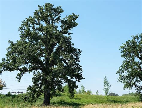 How to Grow a White Oak Tree: A Step-by-Step Guide