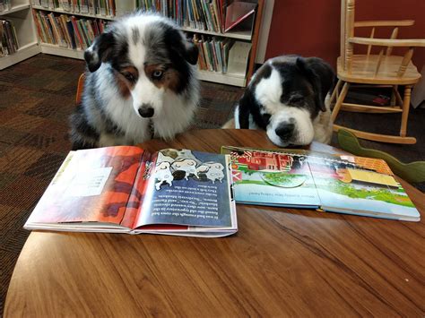 Schools in Session: Top 10 Back-To-School Tips for your Pet | Puppy ...