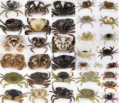 Crabs' camouflage tricks revealed