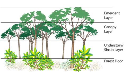 Rainforest Emergent Layer