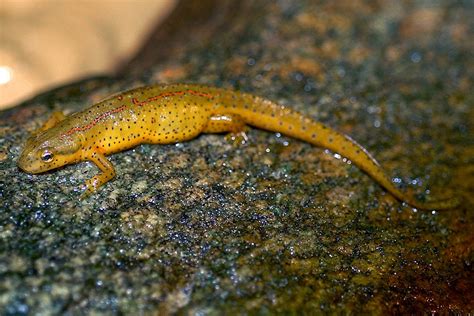 Eastern or Red-spotted Newt | The Maryland Zoo