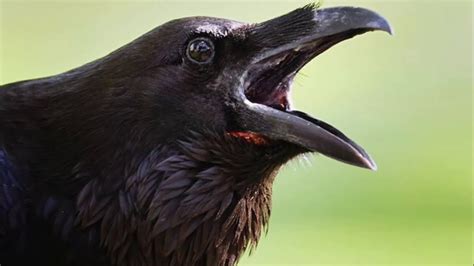 Crow - Common Crow, Bird Sounds, Cawing and Rattling, Voice, Song ...