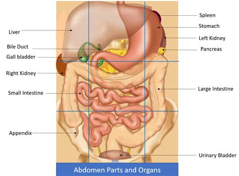 Abdominal Pain Causes and its appropriate action - Dr. Varsha