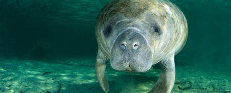 Habitat - Manatee