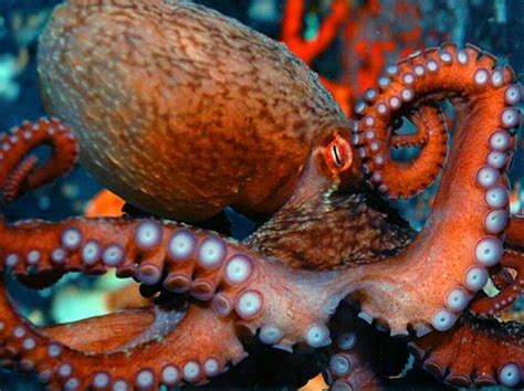 Which Ocean Animal Are You? | Octopus, Ocean animals, Octopus colors