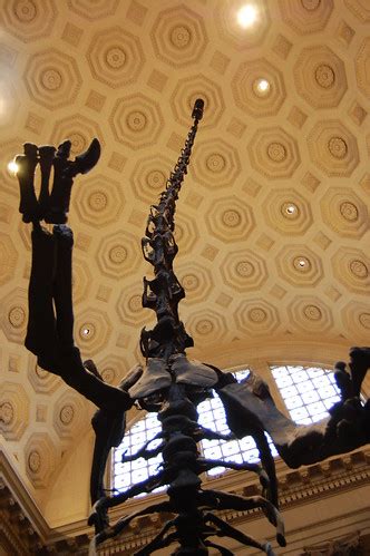 Barosaurus skeleton | Gordon Cunningham | Flickr