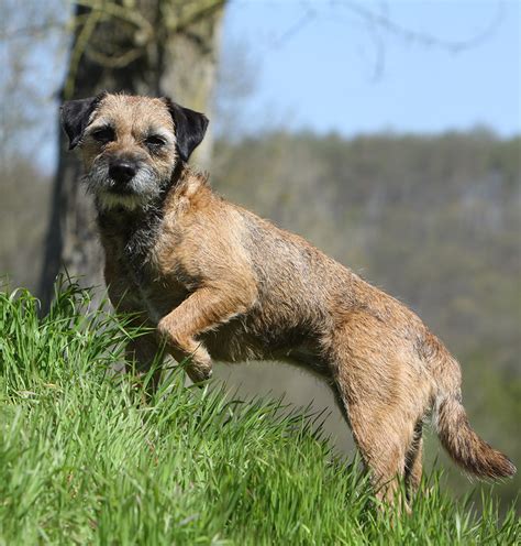 Border Terrier - A Complete Guide - The Happy Puppy Site