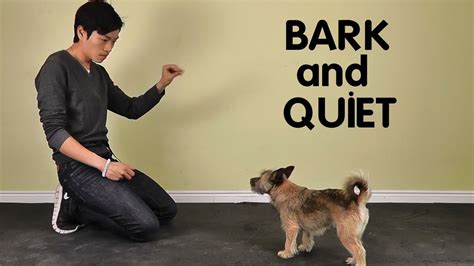 How To Train A Dog To Stop Barking - Teach the quiet command a popular ...