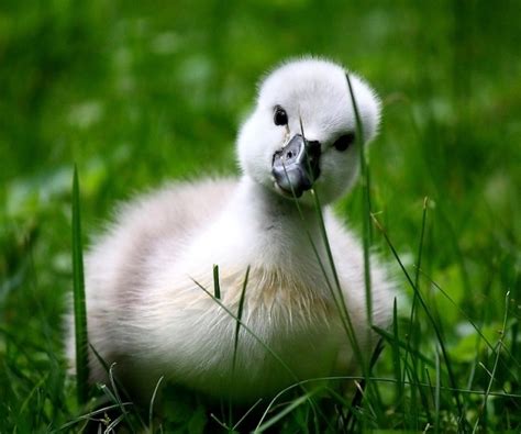 Baby swan - Teh Cute