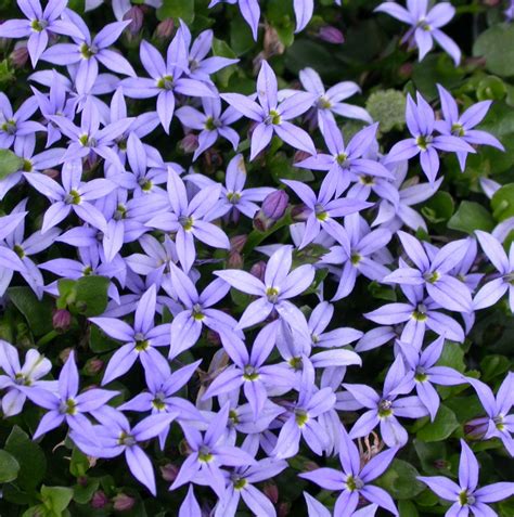 Creepers? We've got them in the nursery at Westport Winery. Pratia ...