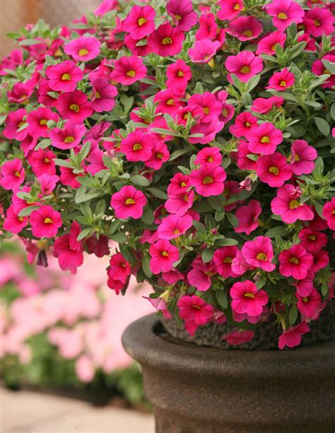 Spring Production Of Million Bells Calibrachoa - Greenhouse Grower