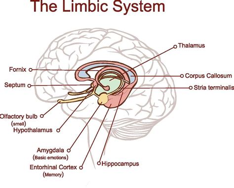 Brain Stem Limbic System Prefrontal Cortex