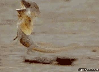 Lizard GIF - Find & Share on GIPHY