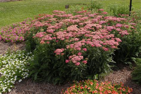 Achillea millefolium (Common Yarrow, Devil's Nettle, Dog Daisy, Dog ...