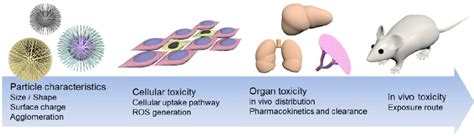 Schematic drawing of nanoparticle induced cytotoxicity. Intrinsic ...