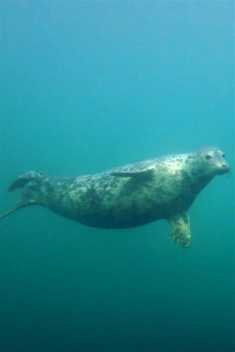 Diving in the Farne Islands with grey seals - World Adventure Divers ...