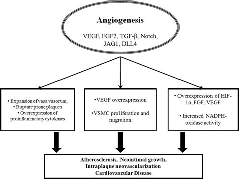 Schematic representation relating angiogenesis with cardiovascular ...