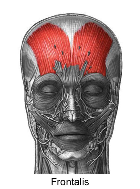 Frontalis