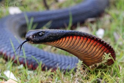 Pseudechis porphyriacus | Répteis e anfíbios, Serpente, Cobras