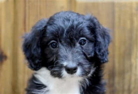 The Border Collie Poodle Mix - Meet the Breed