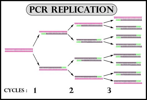 Template Dna Pcr