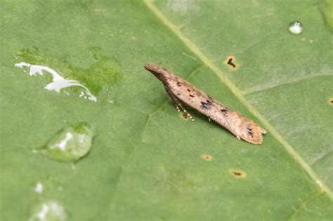 Palmerworm moth? - Dichomeris ligulella - BugGuide.Net