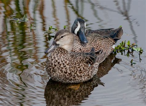 Blue-winged Teal | Audubon Field Guide