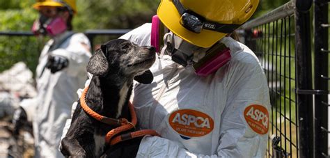 Behind the Scenes of an Animal Rescue | Rescue Work and Field ...