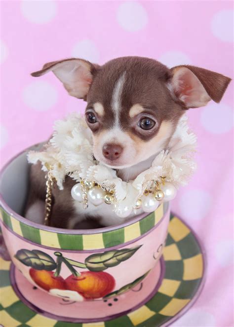 Chihuahua Puppies For Sale at TeaCups Puppies | Teacups, Puppies & Boutique